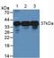 Heterogeneous nuclear ribonucleoproteins A2/B1 antibody, MBS2003709, MyBioSource, Western Blot image 