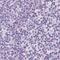 Ferredoxin 1 antibody, PA5-59653, Invitrogen Antibodies, Immunohistochemistry frozen image 