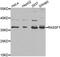 Ras Association Domain Family Member 1 antibody, A1203, ABclonal Technology, Western Blot image 