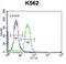 Protocadherin Alpha 6 antibody, abx026730, Abbexa, Flow Cytometry image 