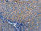 Integrator Complex Subunit 10 antibody, CSB-PA258120, Cusabio, Immunohistochemistry frozen image 