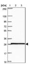 Homeobox A4 antibody, NBP2-32515, Novus Biologicals, Western Blot image 