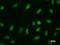 Signal Transducer And Activator Of Transcription 6 antibody, LS-C342326, Lifespan Biosciences, Immunofluorescence image 