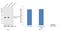 Serine And Arginine Rich Splicing Factor 1 antibody, 32-4500, Invitrogen Antibodies, Western Blot image 