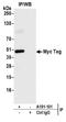 c-Myc antibody, A191-101, Bethyl Labs, Immunoprecipitation image 