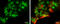 Brn-2 antibody, GTX114650, GeneTex, Immunofluorescence image 