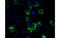 Isocitrate Dehydrogenase (NAD(+)) 3 Alpha antibody, MBS832195, MyBioSource, Immunofluorescence image 