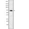 PIF1 5'-To-3' DNA Helicase antibody, abx217761, Abbexa, Western Blot image 
