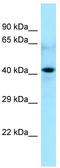 Cell Division Cycle 20B antibody, TA343240, Origene, Western Blot image 