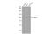 Leucyl-TRNA Synthetase 2, Mitochondrial antibody, GTX110083, GeneTex, Western Blot image 