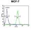 THO complex subunit 7 homolog antibody, abx034566, Abbexa, Western Blot image 