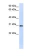 LY6G6D antibody, orb325150, Biorbyt, Western Blot image 