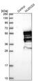 NudC Domain Containing 3 antibody, PA5-54012, Invitrogen Antibodies, Western Blot image 