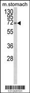 Transcription Elongation Regulator 1 Like antibody, 63-687, ProSci, Western Blot image 