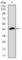 Dynein Axonemal Light Chain 4 antibody, abx015840, Abbexa, Western Blot image 