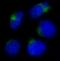 ADAM Metallopeptidase Domain 17 antibody, M00604, Boster Biological Technology, Immunofluorescence image 