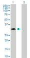 Mitogen-Activated Protein Kinase 15 antibody, H00225689-B02P, Novus Biologicals, Western Blot image 