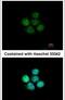 Zinc Finger Protein 587 antibody, PA5-31408, Invitrogen Antibodies, Immunofluorescence image 