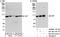 Valosin Containing Protein antibody, NB100-1558, Novus Biologicals, Immunoprecipitation image 