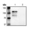 Galactosidase Beta 1 antibody, MA5-15222, Invitrogen Antibodies, Immunoprecipitation image 