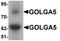 Golgin A5 antibody, LS-B10119, Lifespan Biosciences, Western Blot image 