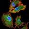 Interleukin 34 antibody, NBP1-51627, Novus Biologicals, Immunofluorescence image 