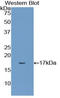 CD11b antibody, LS-C372821, Lifespan Biosciences, Western Blot image 