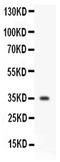 CD47 Molecule antibody, PA5-78987, Invitrogen Antibodies, Western Blot image 