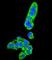 Fumarylacetoacetate Hydrolase antibody, abx026534, Abbexa, Western Blot image 