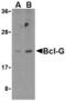 BCL2 Like 14 antibody, TA306135, Origene, Western Blot image 