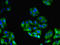 Glypican 4 antibody, LS-C375826, Lifespan Biosciences, Immunofluorescence image 