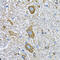 Histone Deacetylase 5 antibody, 13-228, ProSci, Immunohistochemistry frozen image 