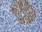 Histone Deacetylase 10 antibody, LS-C114831, Lifespan Biosciences, Immunohistochemistry frozen image 