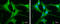 Ras Homolog, MTORC1 Binding antibody, GTX634335, GeneTex, Immunocytochemistry image 