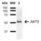 AKT Serine/Threonine Kinase 3 antibody, SPC-769D-A488, StressMarq, Western Blot image 