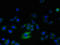 Ring Finger Protein 24 antibody, LS-C376502, Lifespan Biosciences, Immunofluorescence image 