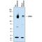 Adhesion G Protein-Coupled Receptor G2 antibody, AF7977, R&D Systems, Western Blot image 