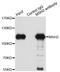 MutS Homolog 2 antibody, orb129696, Biorbyt, Immunoprecipitation image 