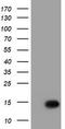 Migration And Invasion Enhancer 1 antibody, LS-C173884, Lifespan Biosciences, Western Blot image 