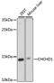 Coiled-Coil-Helix-Coiled-Coil-Helix Domain Containing 1 antibody, A15941, ABclonal Technology, Western Blot image 