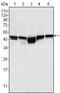 Glycogen Synthase Kinase 3 Beta antibody, GTX83315, GeneTex, Western Blot image 