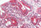 WD Repeat Domain, Phosphoinositide Interacting 1 antibody, MBS248501, MyBioSource, Immunohistochemistry frozen image 