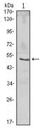 NFKB Inhibitor Beta antibody, AM06491SU-N, Origene, Western Blot image 