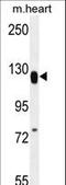 Mediator Complex Subunit 14 antibody, LS-C164115, Lifespan Biosciences, Western Blot image 