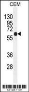 Docking Protein 3 antibody, 56-195, ProSci, Western Blot image 