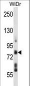 Transmembrane And Tetratricopeptide Repeat Containing 4 antibody, LS-C162048, Lifespan Biosciences, Western Blot image 