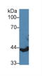 Keratin 13 antibody, LS-C314848, Lifespan Biosciences, Western Blot image 