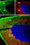 Gamma-Aminobutyric Acid Type A Receptor Alpha4 Subunit antibody, PA5-77407, Invitrogen Antibodies, Immunohistochemistry paraffin image 