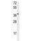Nucleophosmin 1 antibody, F53508-0.1ML, NSJ Bioreagents, Western Blot image 