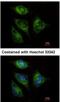 ATP Binding Cassette Subfamily F Member 3 antibody, NBP2-15227, Novus Biologicals, Immunofluorescence image 